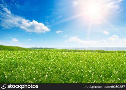 Green pea field and sunrise in the blue sky.. Green pea field and sunrise in the blue sky. Spring agricultural landscape.