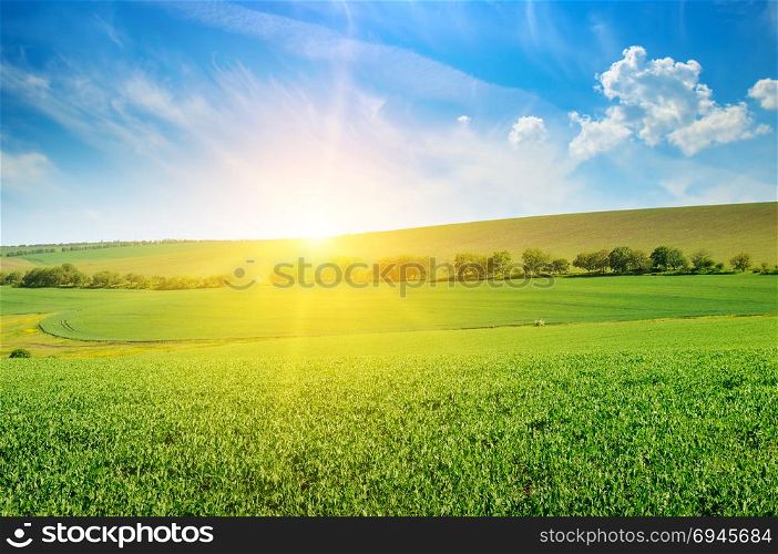 Green pea field and sunrise in the blue sky. Spring agricultural landscape.