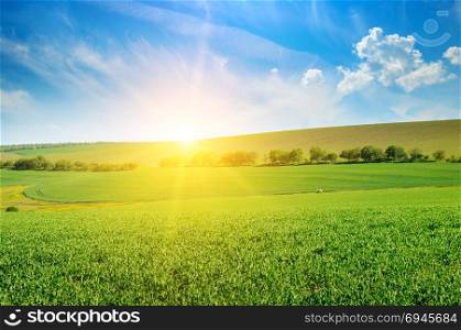 Green pea field and sunrise in the blue sky. Spring agricultural landscape.