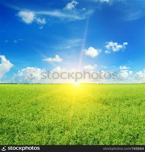 Green pea field and sunrise in the blue sky. Summer agricultural landscape.