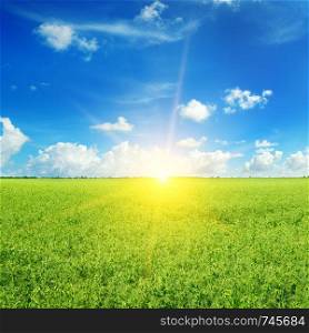Green pea field and sunrise in the blue sky. Summer agricultural landscape.