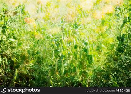 Green pea plant at sunny day light