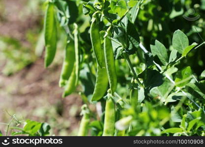 Green pea pods on agricultural field. Gardening background with green plants .. Green pea pods on agricultural field. Gardening background with green plants