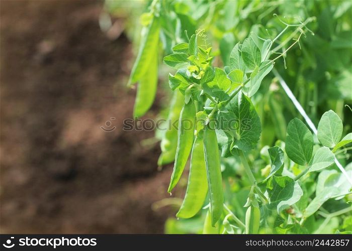 Green pea pods on agricultural field. Gardening background with green plants .. Green pea pods on agricultural field. Gardening background with green plants