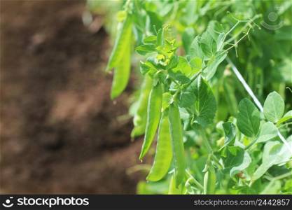 Green pea pods on agricultural field. Gardening background with green plants .. Green pea pods on agricultural field. Gardening background with green plants