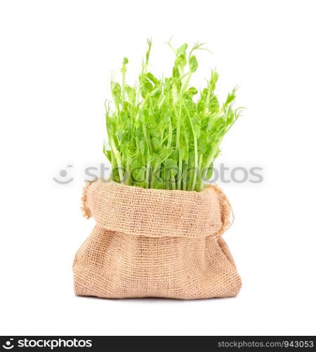 green pea sprouts on white background
