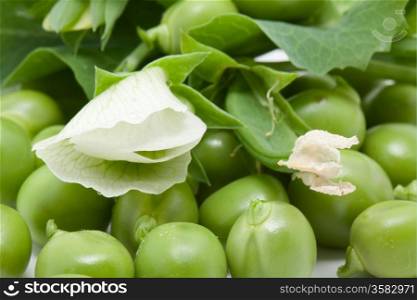 Green pea with blossom