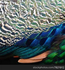 Green Peafowl feather background