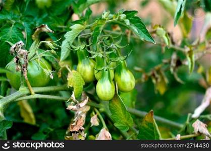 Green Pear Shaped Tomato. Heirloom pear shaped Cherry Tomatoes growing on the vine