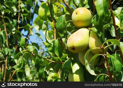 green pears on a branch