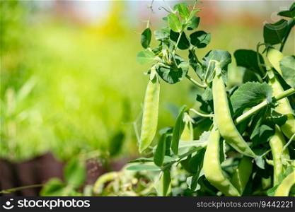 Green peas grow in the garden. Beautiful close up of green fresh peas and pea pods. Healthy food. Selective focus on fresh bright green pea pods on a pea plants in a garden. Growing peas outdoors and. Green peas grow in the garden.