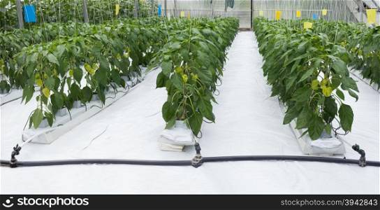 Green Peper Hydroponic Cultivation Hothouse