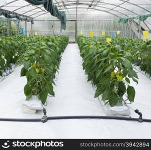 Green Peper Hydroponic Cultivation Hothouse