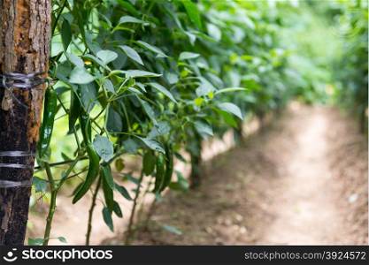 Green pepper. Green pepper on pepper plants in a plantation