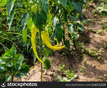 Green pepper growing in the garden.. Green pepper growing in the garden.