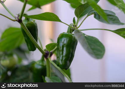 Green pepper s are hanging on branches of growing plants