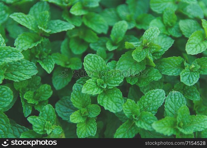 Green peppermint leaves background. Flat lay. Nature background
