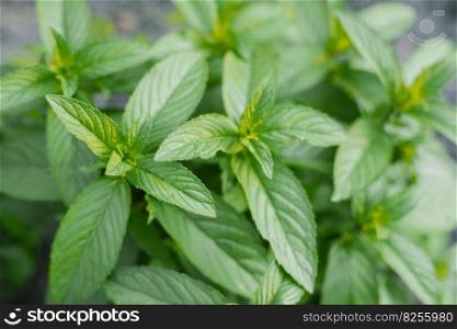 Green peppermint leaves in the garden. natural background