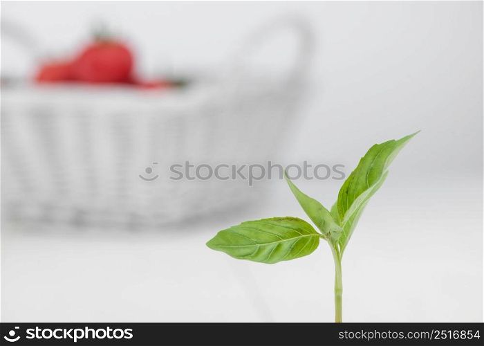 green petal on the background basket with tomatoes. green petal