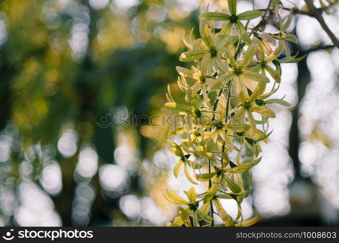 Green Petrea volubilis, purple wrealth or sandpaper vine flowers