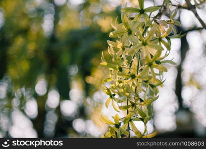 Green Petrea volubilis, purple wrealth or sandpaper vine flowers