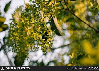 Green Petrea volubilis, purple wrealth or sandpaper vine flowers