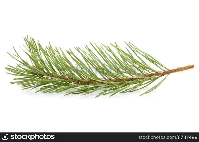 green pine branch on a white background