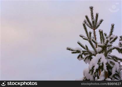 Green pine branches covered with white snow against a cloudy gray sky.