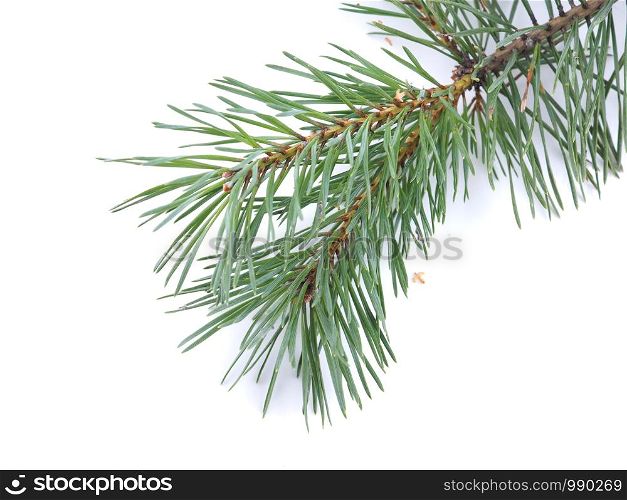 green pine branches on a white background