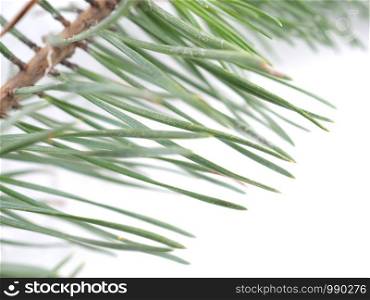 green pine branches on a white background