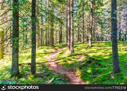 Green pine forest landscape with green sun trees
