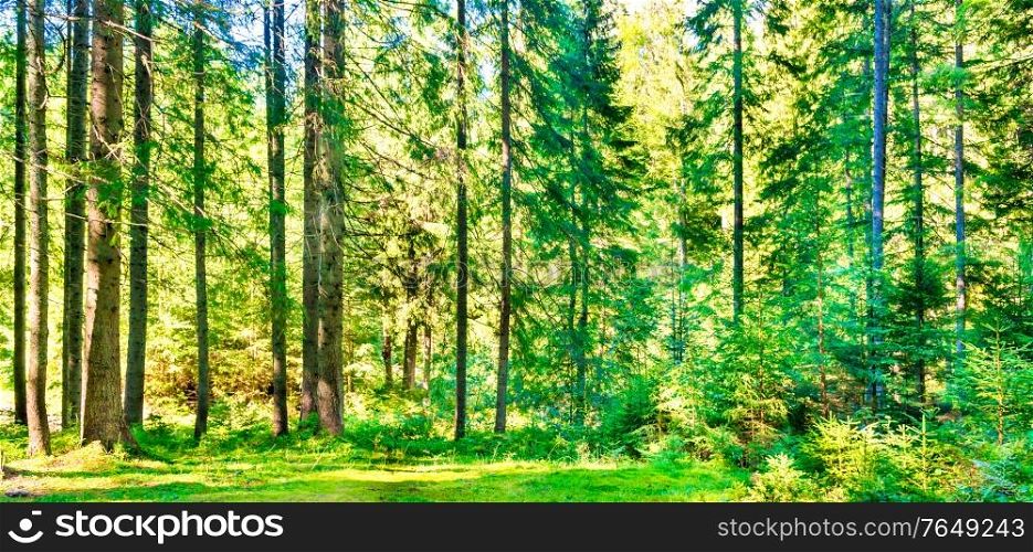 Green pine forest panorama landscape with shining sun rays