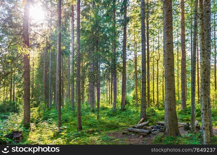 Green pine forest with shining sun rays