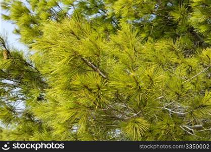 Green pine needles background