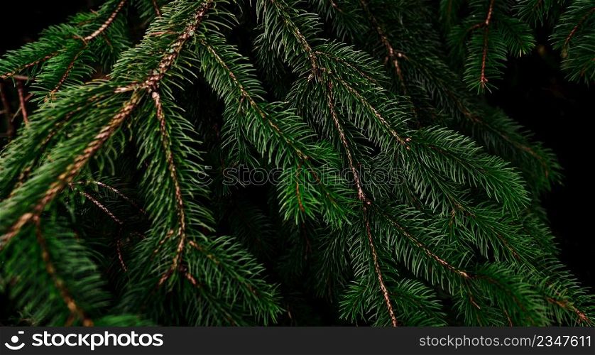 Green pine tree leaves and branches on dark background in the forest. Dark green leaf background. Green needle pine tree. Christmas pine tree wallpaper. Fir tree branch. Beautiful pattern of pine twig