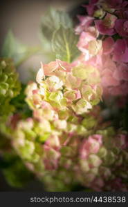 Green pink Hydrangea flowers, dark, close up