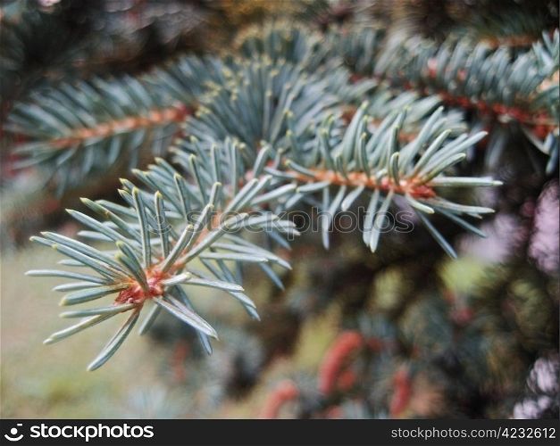 Green pins of the blue fir branch