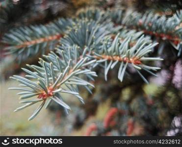 Green pins of the blue fir branch