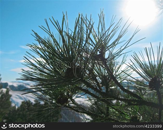 Green pins of the pine tree. Winter