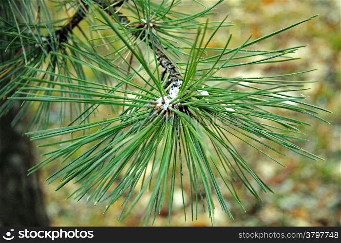Green pins on the branch of a Christmas tree