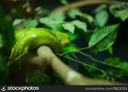 Green pit viper. Off the branches. Green pit viper snakes that have venom.