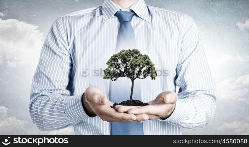Green planet. Close up of businessman holding in hands green tree concept