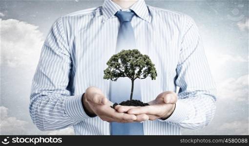 Green planet. Close up of businessman holding in hands green tree concept