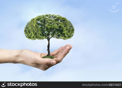 Green planet. Close up of hand holding green tree concept