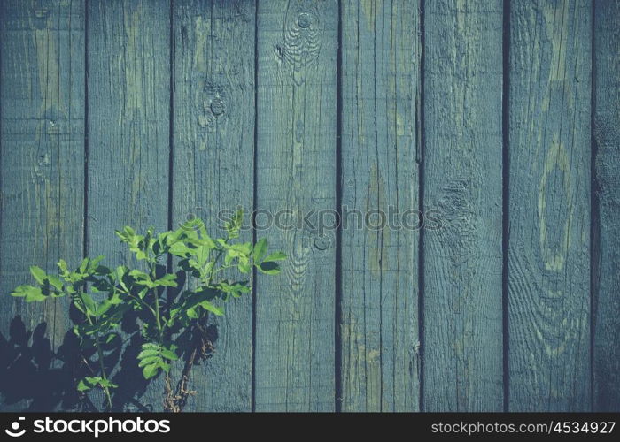 Green plant at a fence with weathered blue paint