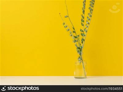 green plant branches in a glass transparent vase