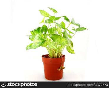 Green plant. Fresh green plant in a red pot, towards white background