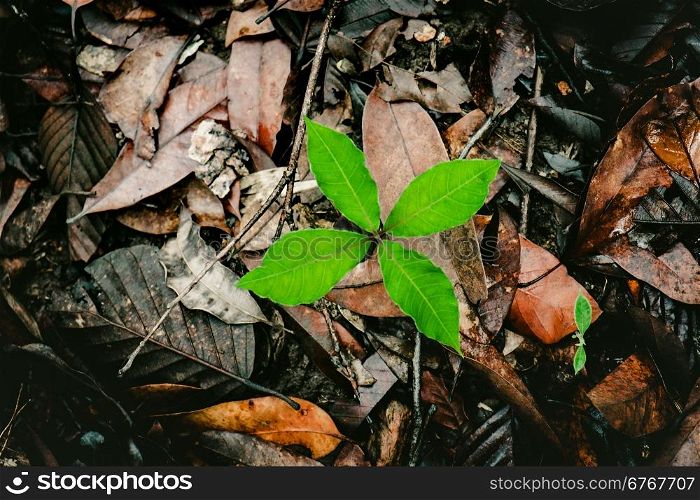 Green plant growing among the dry leaves