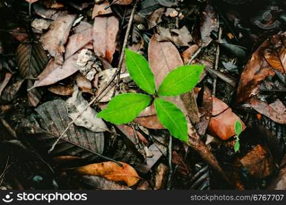 Green plant growing among the dry leaves
