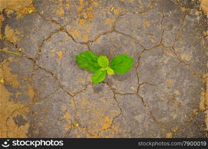 green plant growing between the cracks of a arid and dry desert